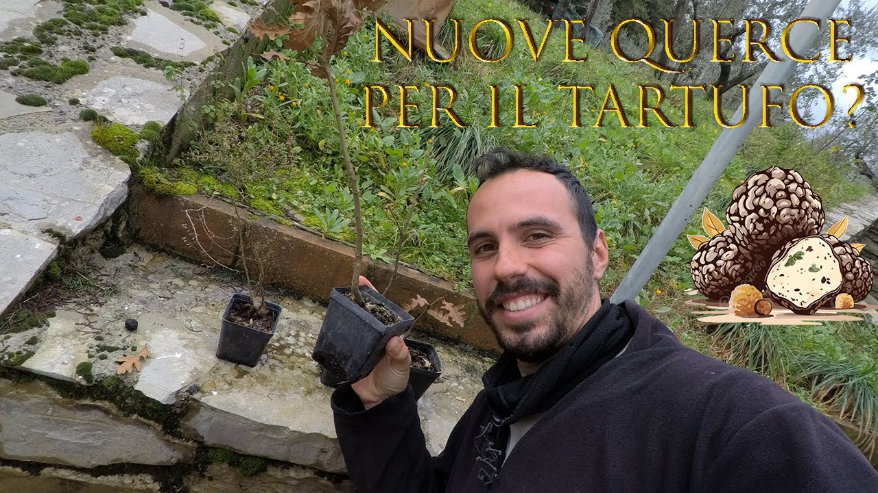Inoculo con Spore di Tartufo delle Piccole piante di Quercia - Preparato per inoculare radici.