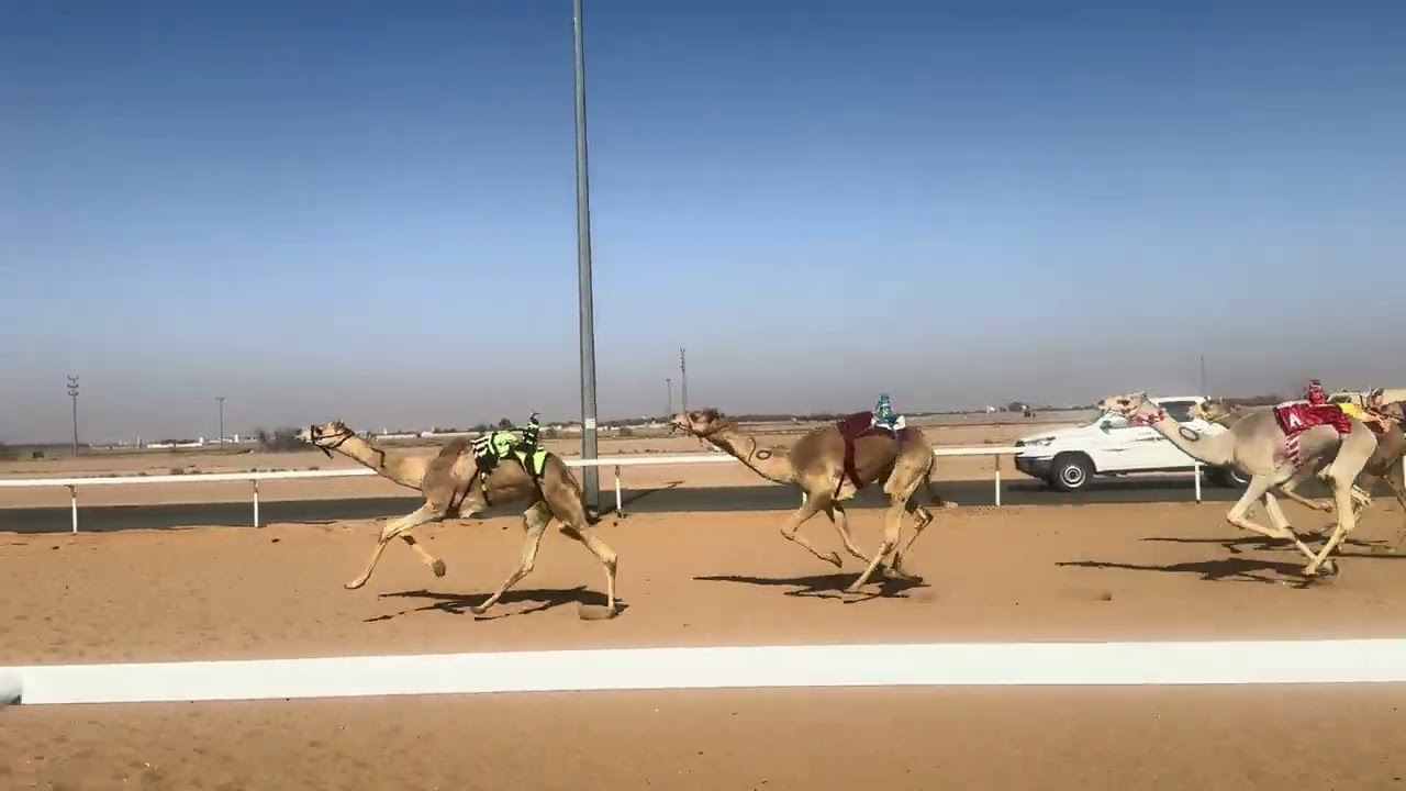 ش 8 قعدان حقايق سياف ل عبدالله مطني الشمري