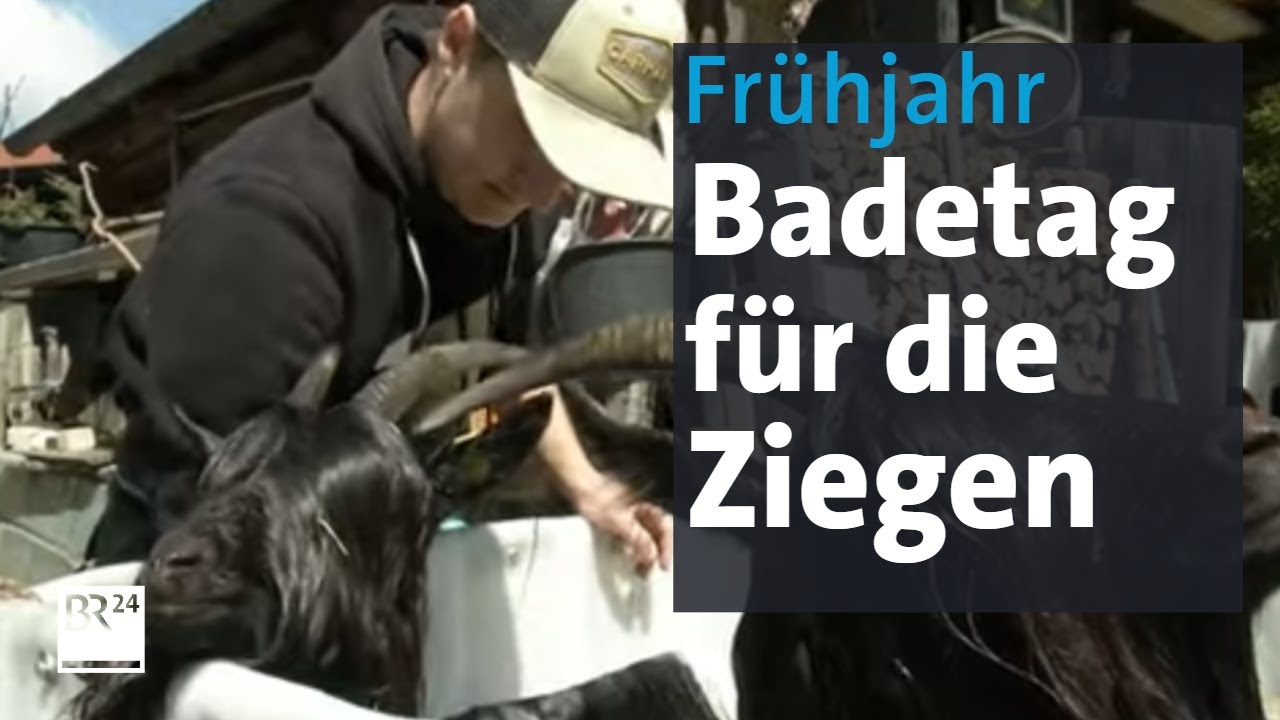 Waschsalon der Ziegen: Weg mit dem Wintermief | Abendschau | BR24