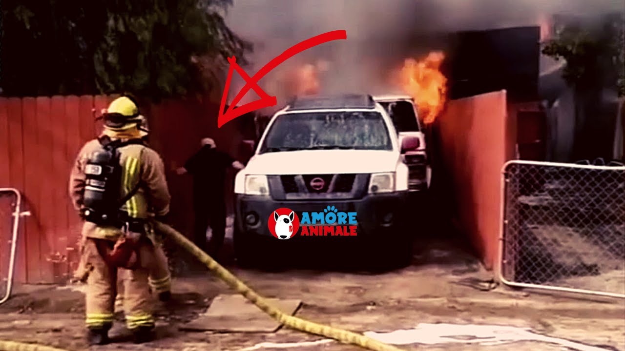 Застрявшую в горящем доме собаку чудом спасли пожарные