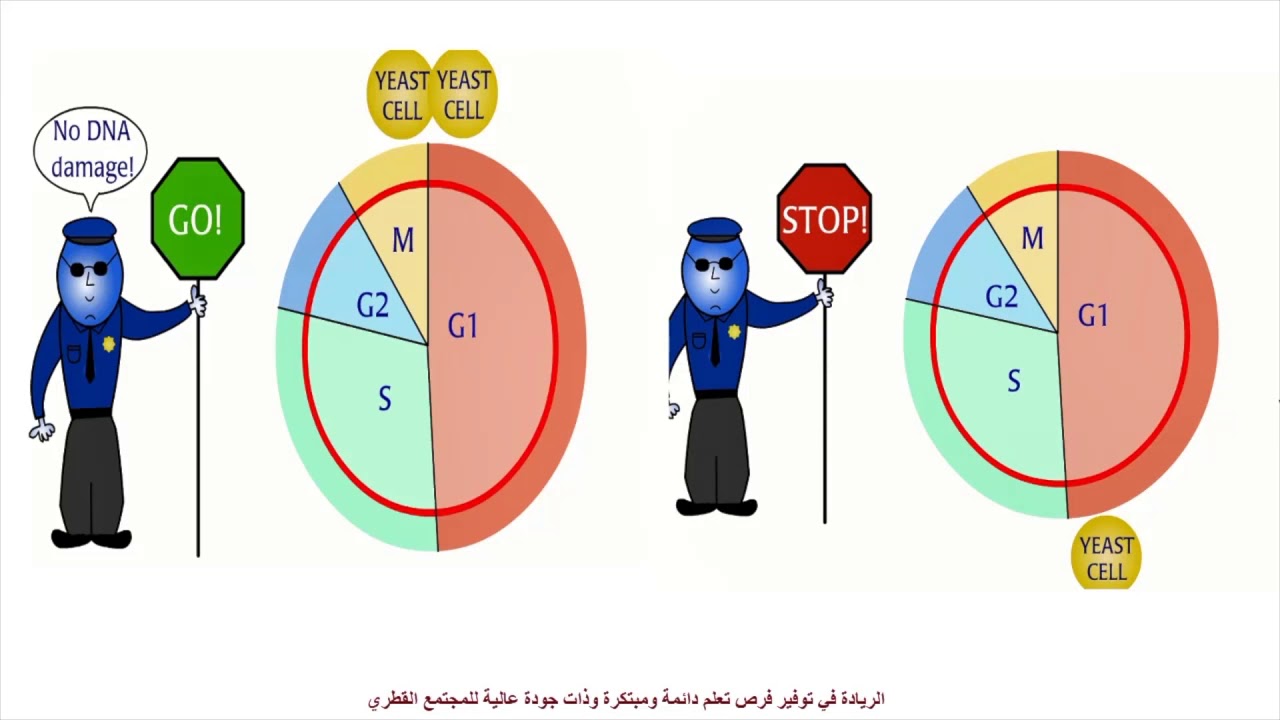 الأحياء (مطور) - صف 10- ضبط دورة الخلية ج1