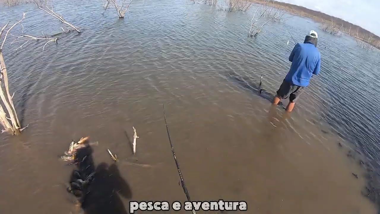 Só dá tempo da isca cair na água!! Cardume de tucunaré. #pescaria #tucunare #pescaesportiva      