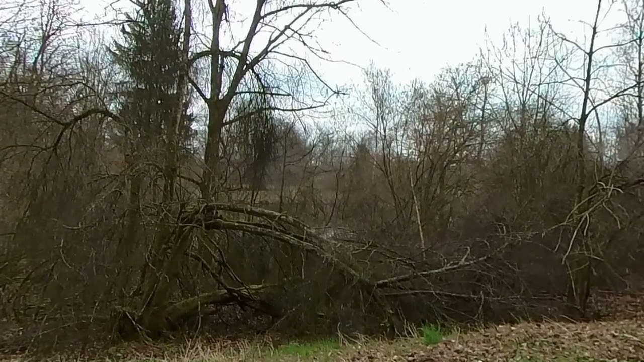 Örmis Weiher (Illnau - Effretikon) Teil 6
