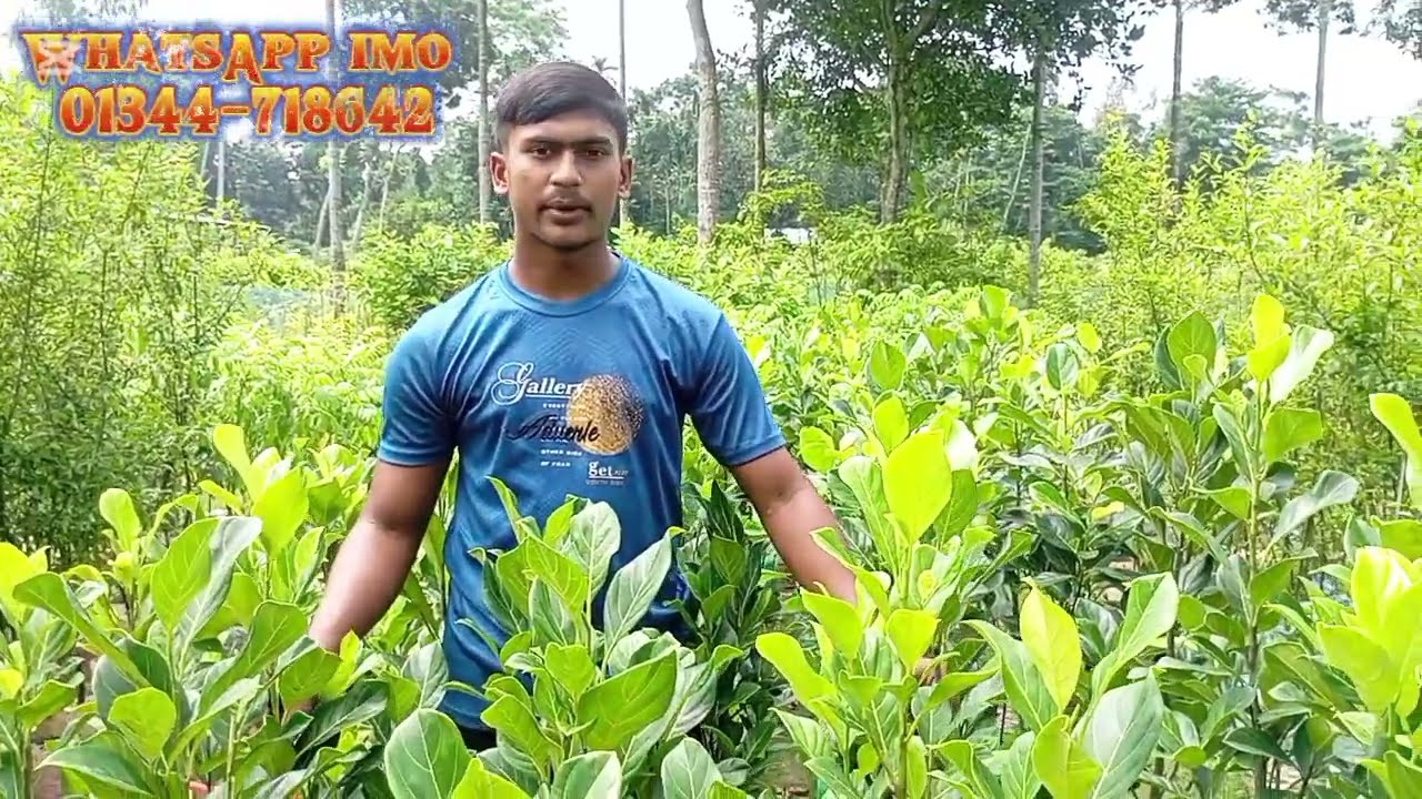 বারোমাসি কাঁঠালের চারা,, মাত্র 2 বছরে ফলন,, নিতে চাইলে যোগাযোগ করুন,,01344-718642