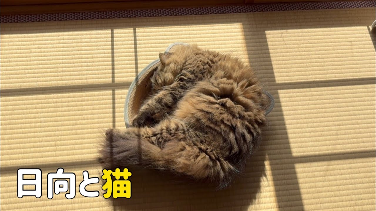日向ぼっこをするネコ