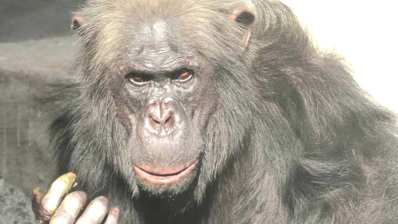 日本の類人猿史に残るチャチャとミミの母 メダカ　八木山動物公園　チンパンジー