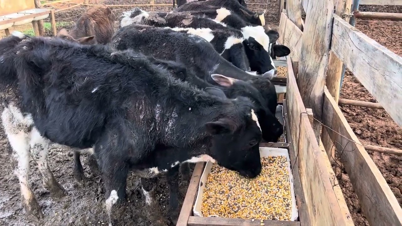 Bezerros no alto grão. Polêmica ganhado ou perdendo?