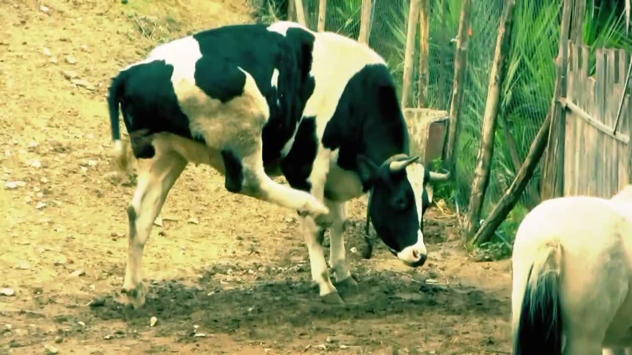 cow scratching itself