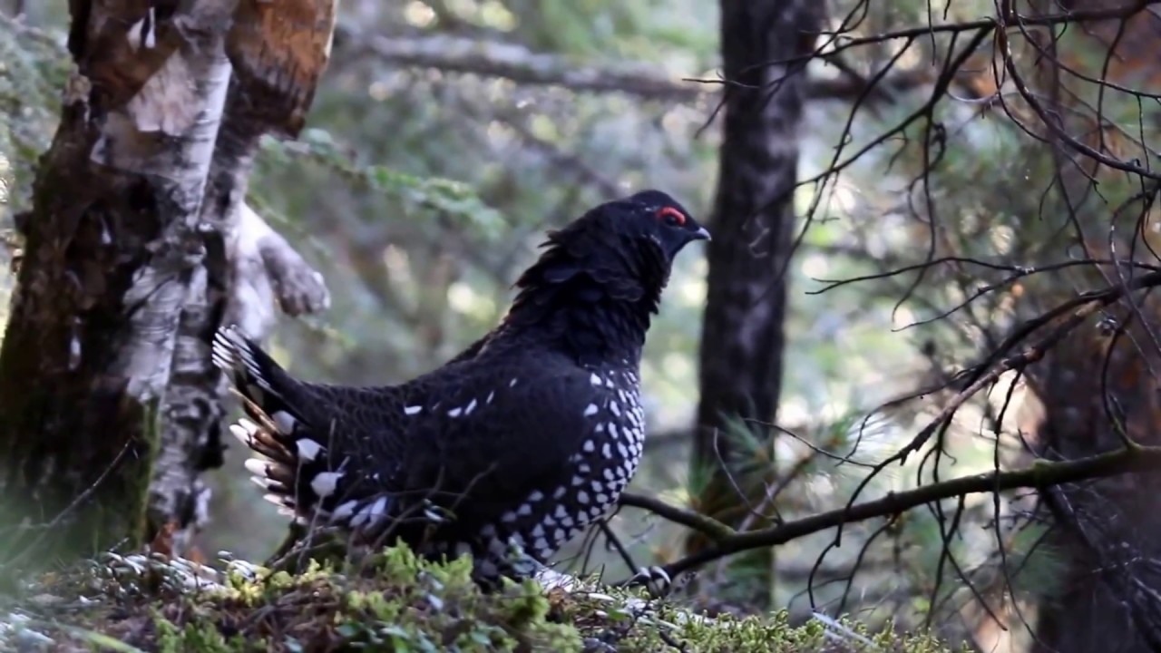 Дикуша/Siberian Grouse/Falcipennis falcipennis