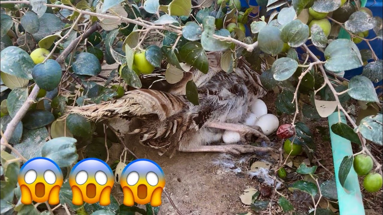 Turkey Bird Mil Gaye 🤩 Us Nyy Chath Pyy Eggs Dy dye 
