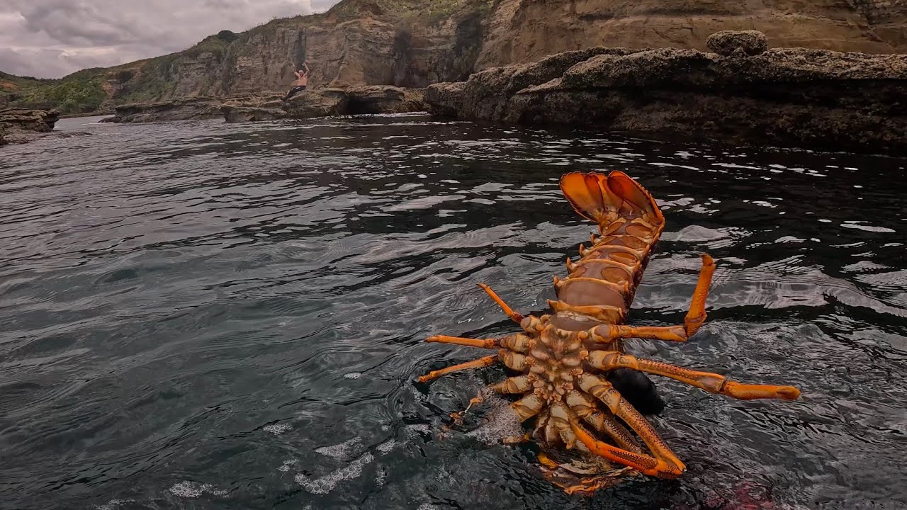 Diving Auckland’s West Coast