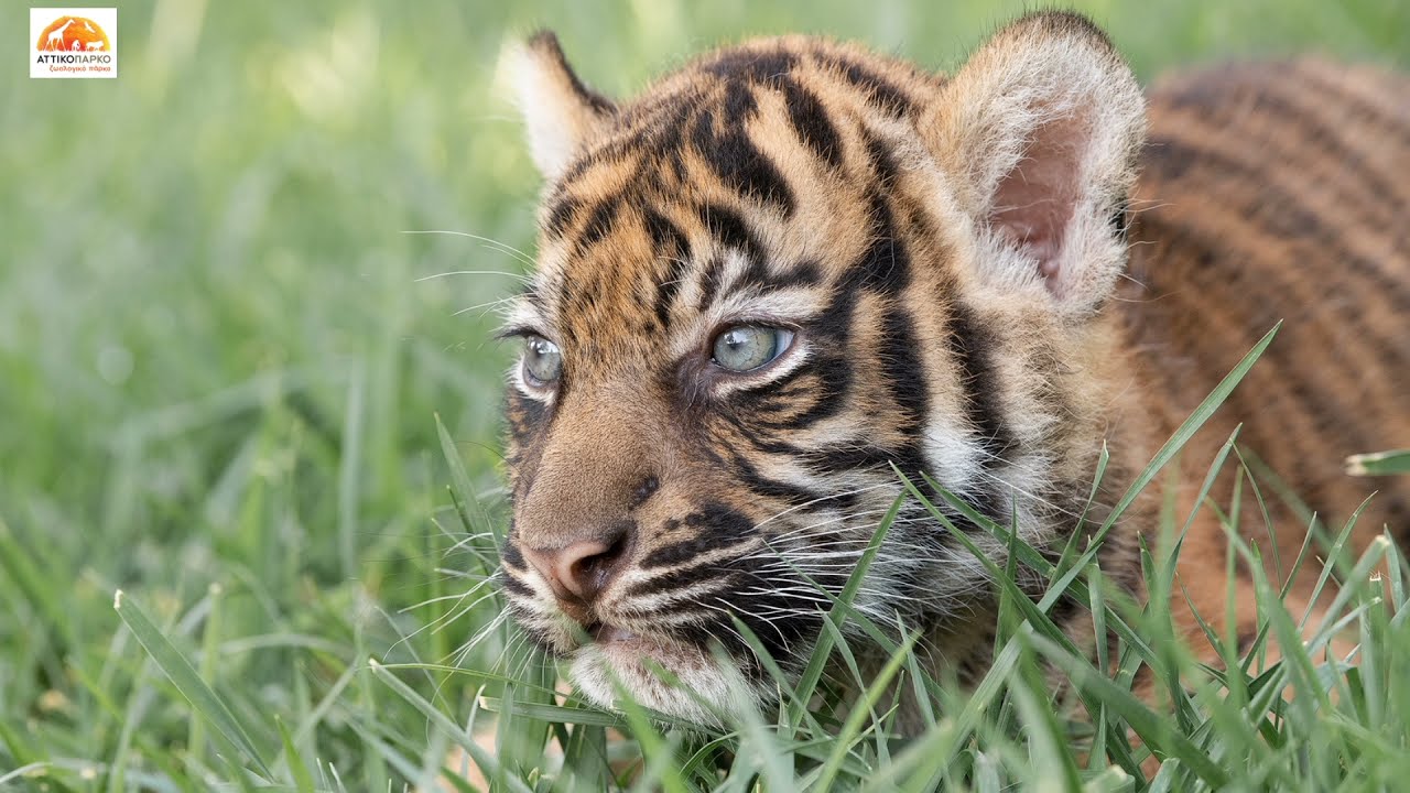 Sumatran tiger. Attica Park.