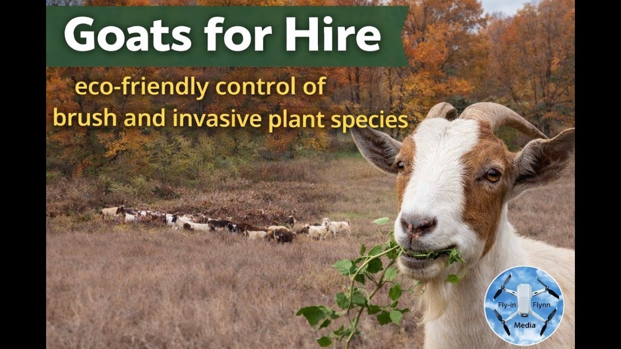 Goats for Hire!