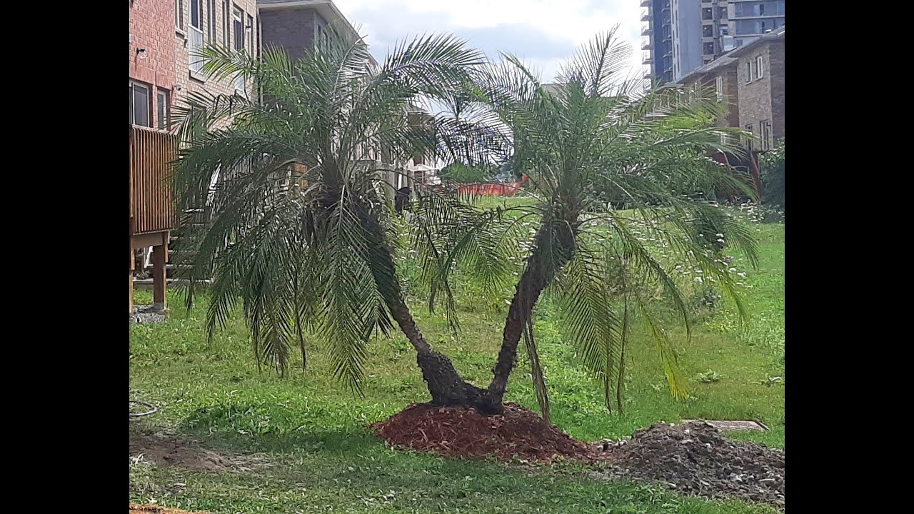 Can You Grow A Palm Tree Outside In Southern Ontario?