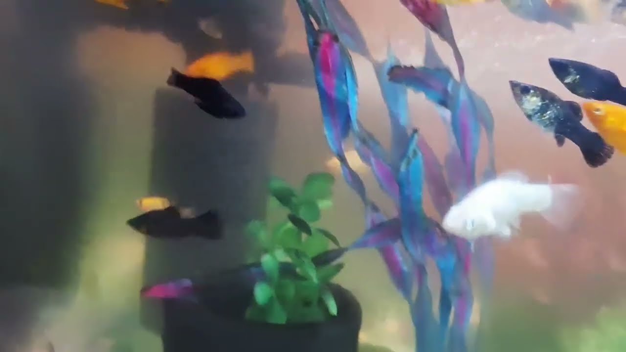 My new moly fish tank, 2 March 2026