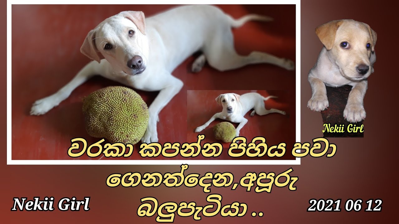 වරකා කපන්න පිහිය පවා ළඟට ගෙනත්දෙන,අපූරු බලුපැටියා..| @Nekiibaba