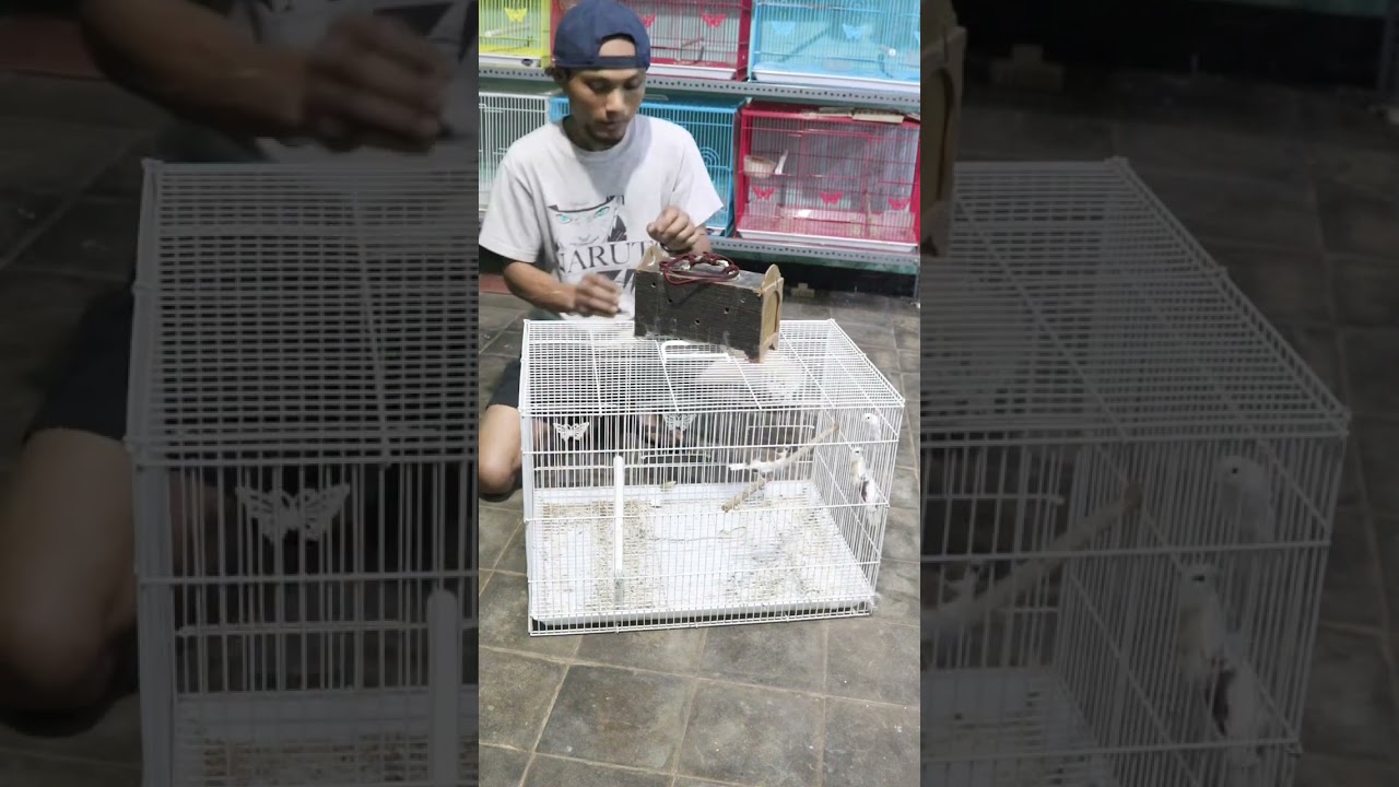 unboxing emprit jepang penghuni aviary #empritjepang #burungkecil