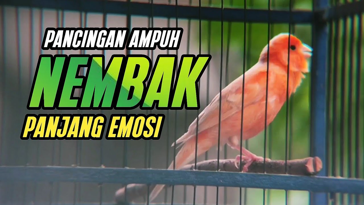 Kenari Gacor Panjang Rol Rapat Emosi ini AMPUH utk Pancingan Kenari Paud | Kenari vs Lovebird