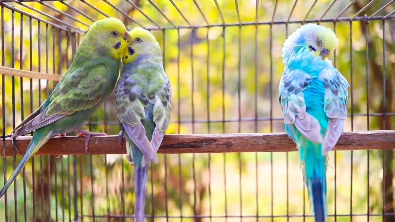 Cutest budgie singing and talking!! 🥰🦜🗣️