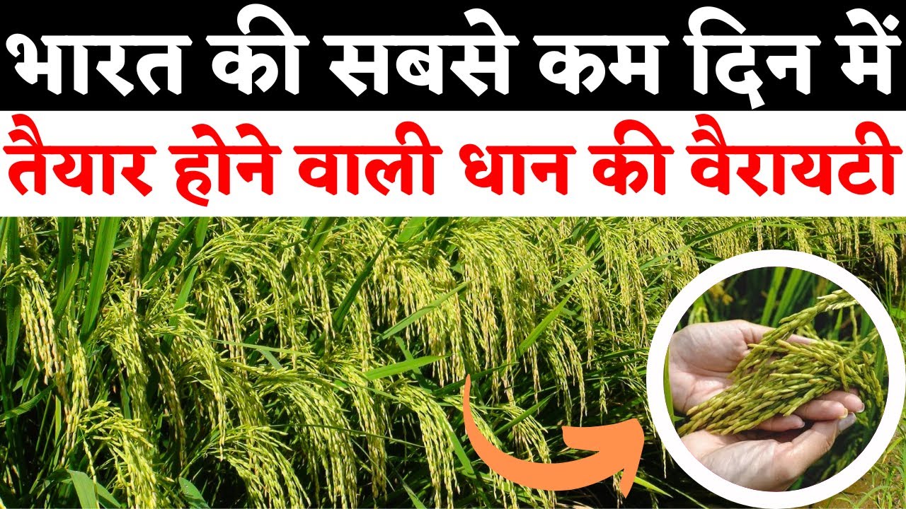भारत की सबसे कम दिन में तैयार होने वाली धान की वैरायटी || Dhan ki sabse top variety 2024 || Dhaan