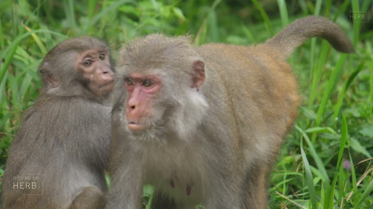 Expressive Moments of a Monkey Family | Relaxing wildlife ambience