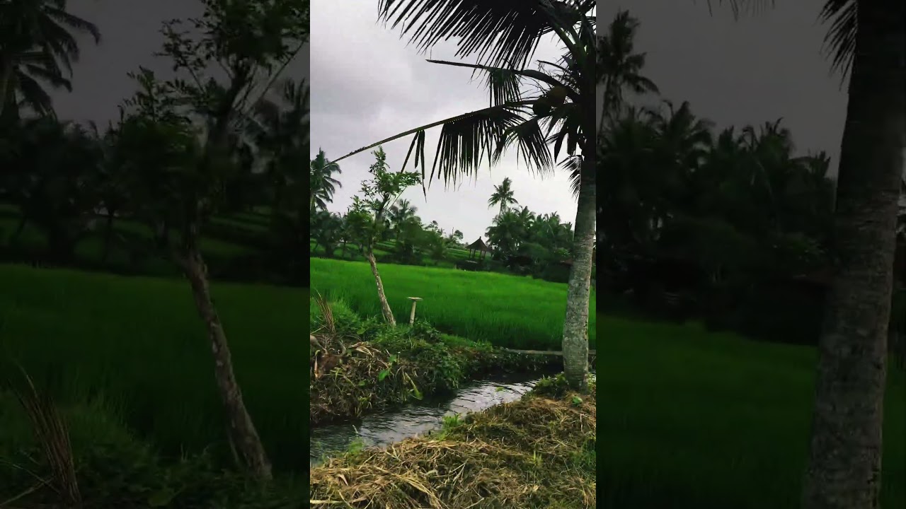 Rise farm