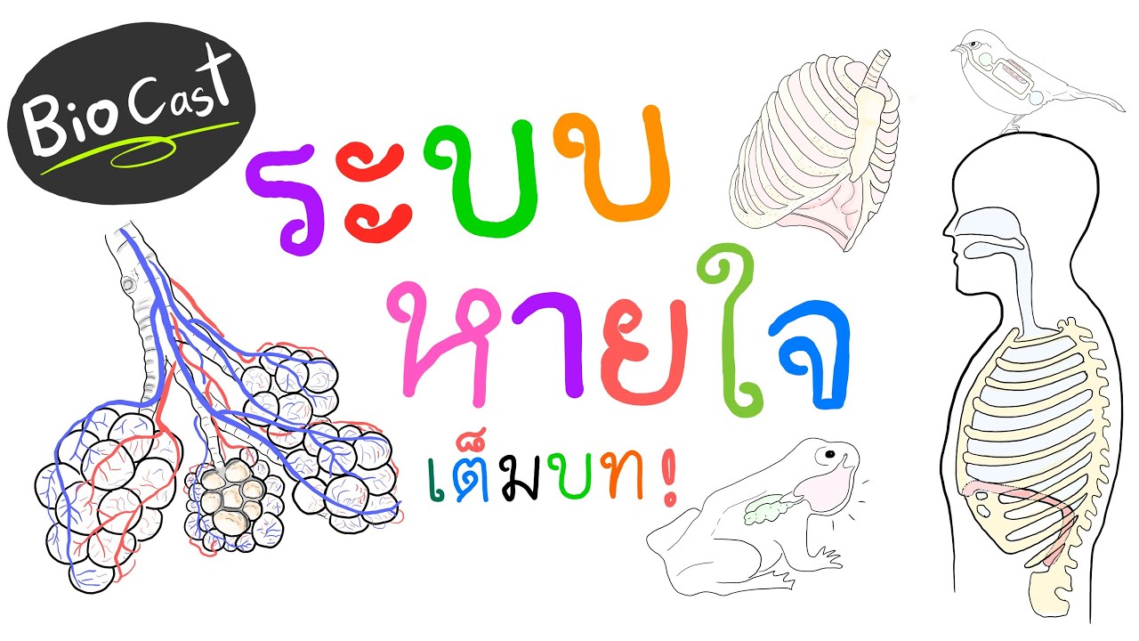 BioCast ep.3 ระบบหายใจ (เต็มบท)