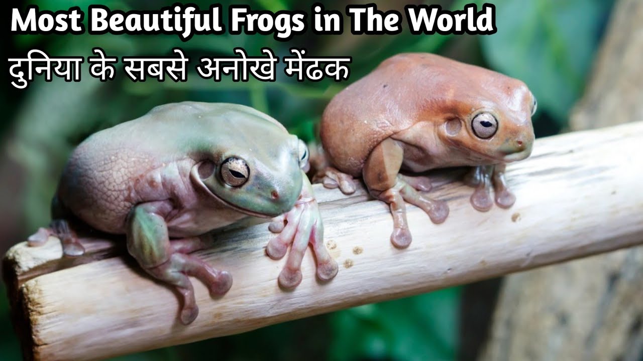 दुनिया के सबसे अनोखे और सुंदर मेंढक | Unique and Beautiful Frogs In The World 