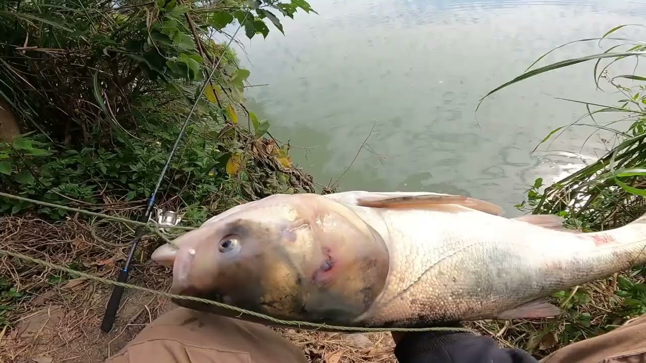 BigHead Carp Fishing information