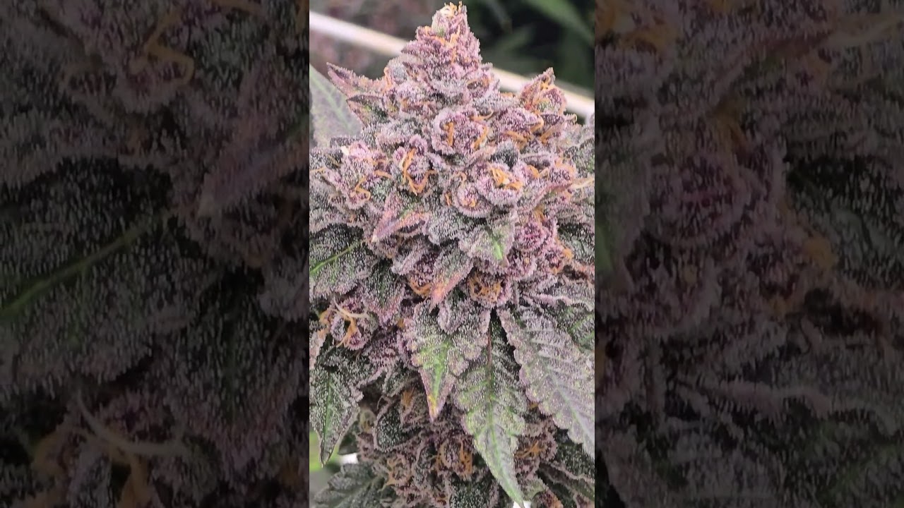 75 plants in a 4x4 tent (ZP Strains Pressure fem testing) day 58 flower