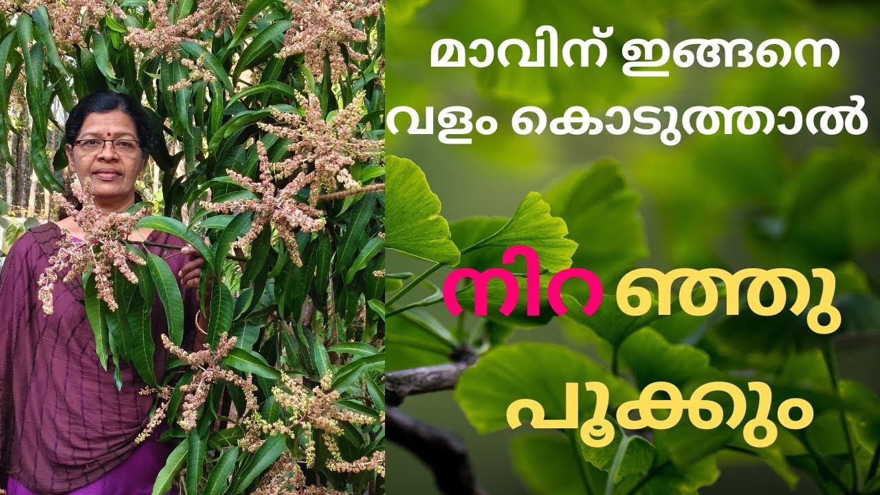 മാവിന് ഈ രീതിയിൽ തണുപ്പു നിലനിർത്തിയാൽ പൂക്കൾ പൊഴിഞ്ഞു പോകില്ല 🥰