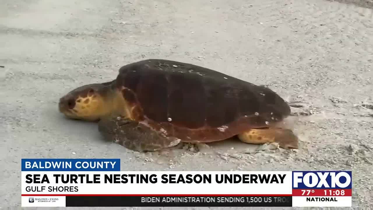Sea turtle nesting season underway on Gulf Coast beaches