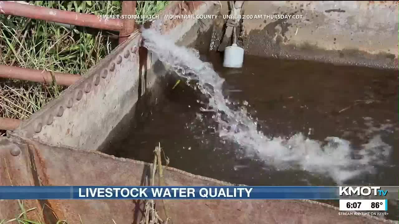 The dramatic effects of water quality on livestock