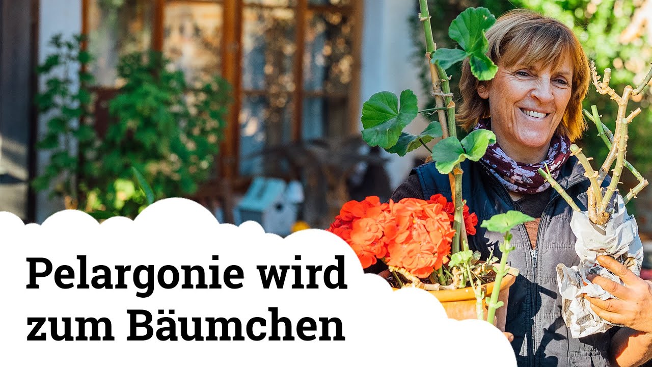 Einwintern | Knollenbegonien, Gladiolen, Dahlie im Topf, Pelargonien!