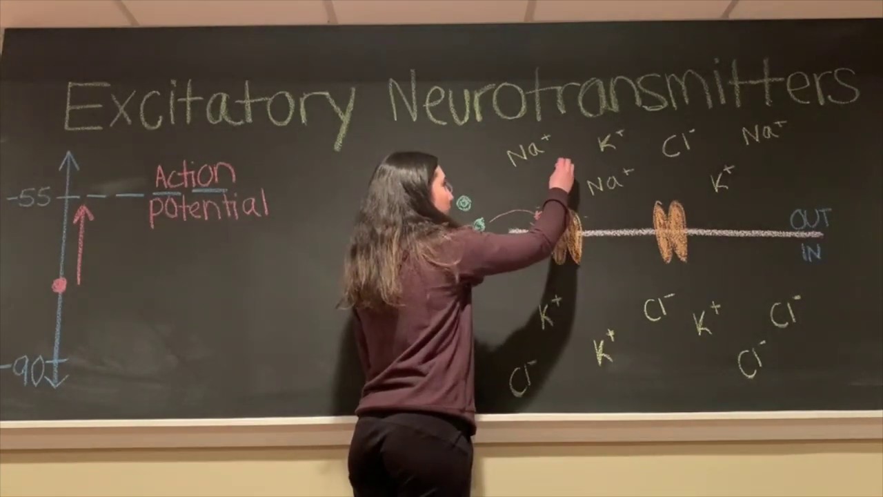 Excitatory vs. Inhibitory Neurotransmitters (BIOS 041)