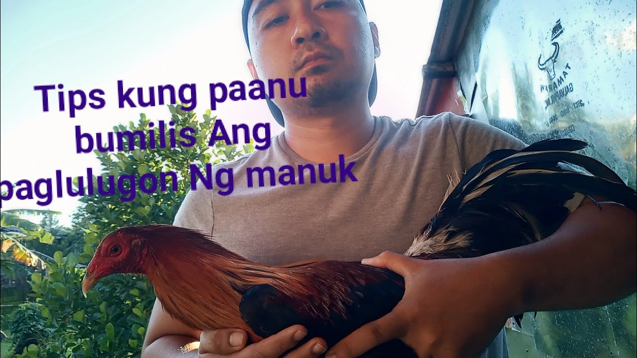 Tips mapabilis Ang  paglulugon Ng manuk panabong