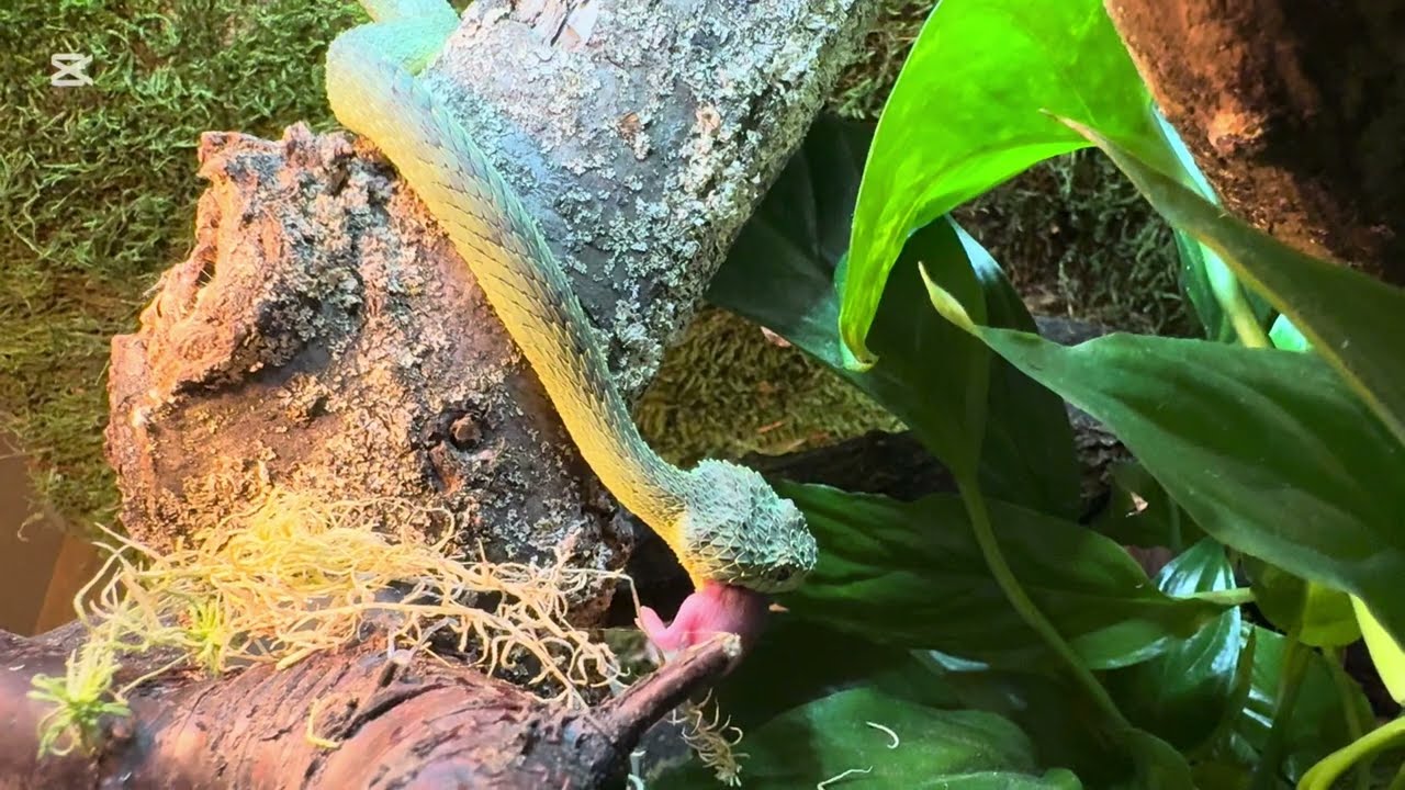 Jak chovat Atheris squamigera + stavba terária