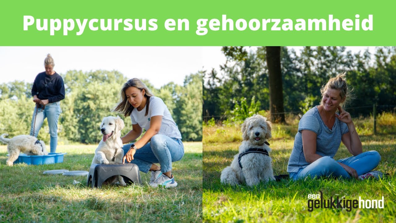 Puppycursus en gehoorzaamheid training