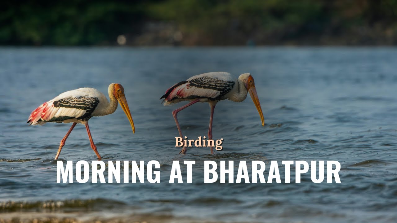 Real Bird Sounds in Bharatpur Sanctuary | Painted Stork Colony in Action | #Bharatpur #Birds
