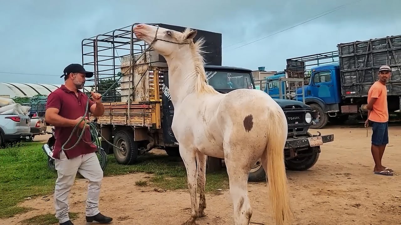 FEIRA DE CAVALO DE CARUARU PE - ESPECIAL MELHORES MOMENTOS DE 2024!!