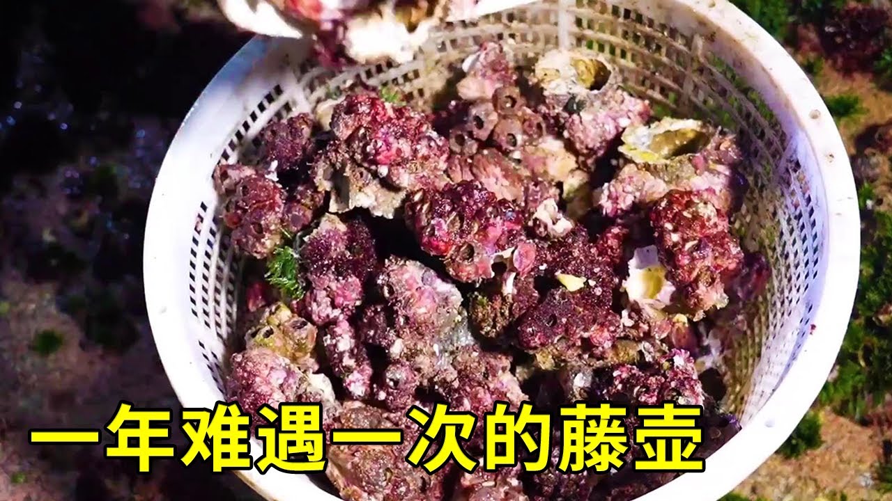 一年难遇一次的藤壶，顶着大浪打了一筐来解馋，还找到了野赤菜【漁小仙】