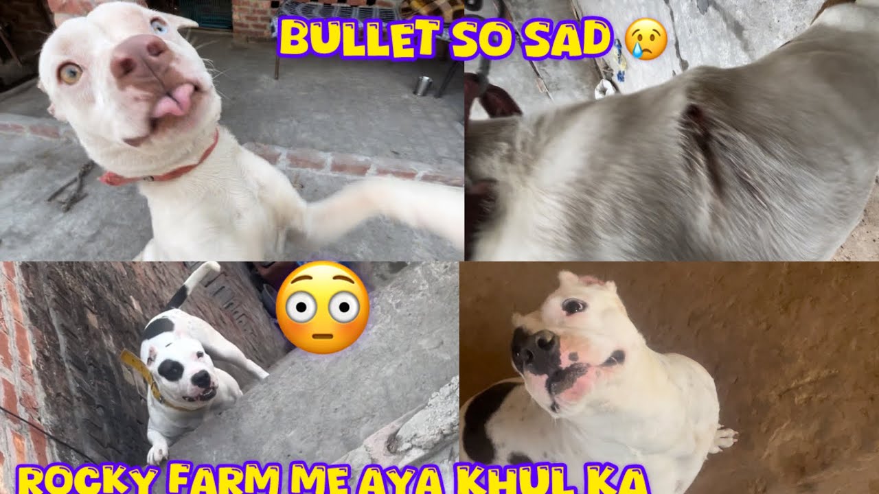 Bullet ka sat Rocky na kya kar diya 😨@NikhilPetHouse 