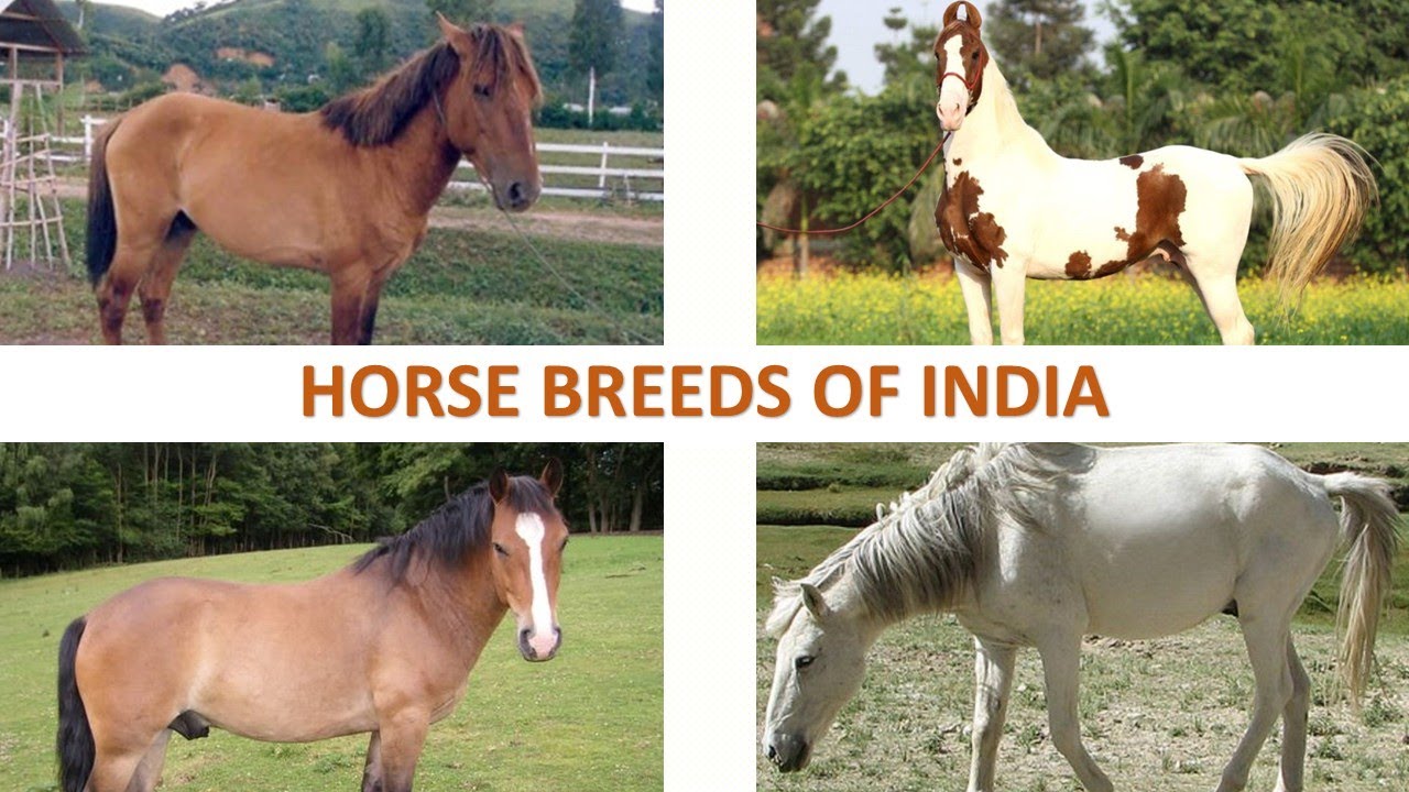 Horse Breeds of India 🐎 🇮🇳 | Livestock | Indian Animals