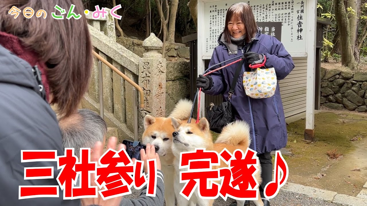今年は頑張った♪三社参り 完遂♪　今日のごん・みく　秋田犬【ごん・みく チャンネル】