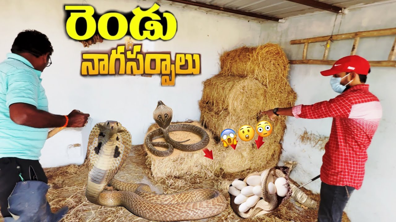 రెండు నాగసర్పాలు ఒకే చోట ?..కలిసి ఒకే చోట🙄😱😲Indian spectacle cobra snake rescue Gahgdarha 8179086040