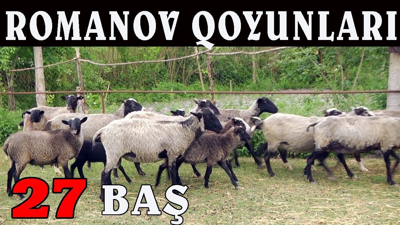 Romanov Qoyun SATILDI