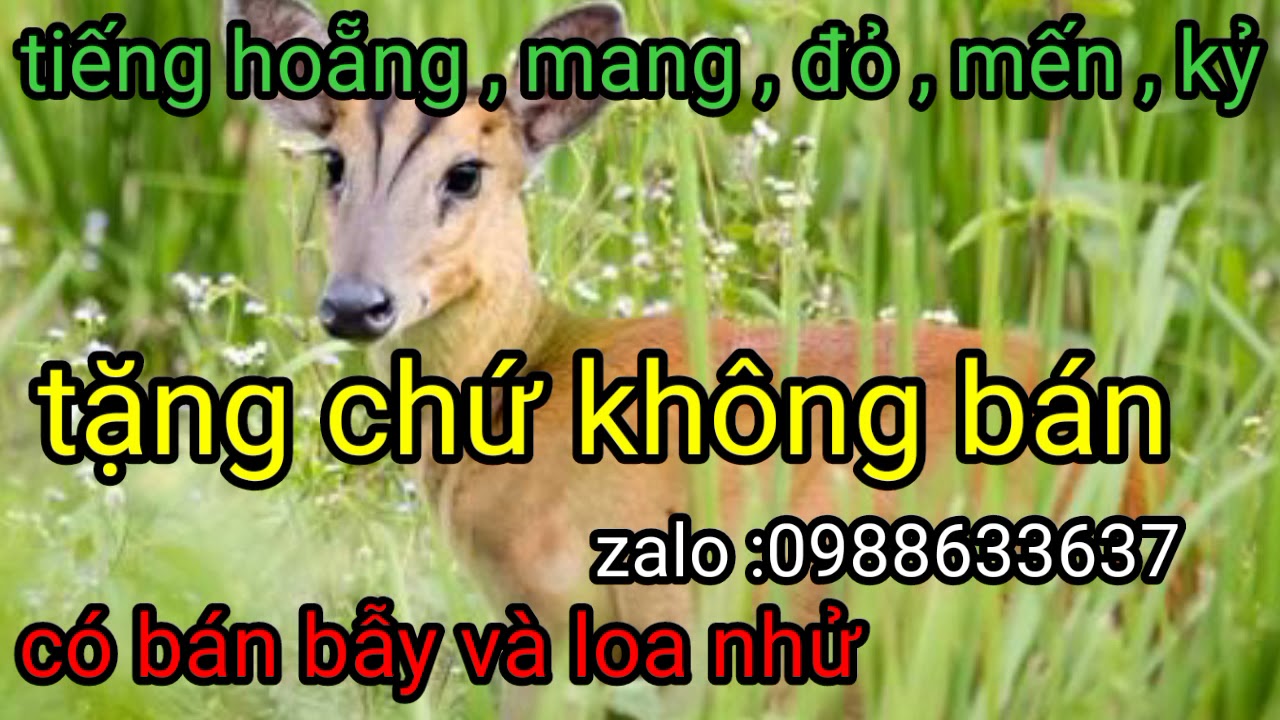 tiếng bẫy con mang , mến , đỏ , kỹ , hoẵng mp3 miễn phí cho thợ bẫy không tạp âm