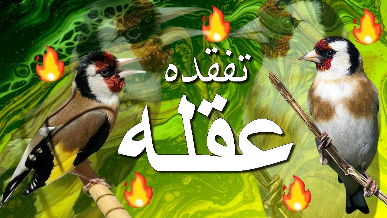 بتبتة الحسون التي تفقد الذكور صوابها - بتبتة جماعية رهيييبة وستستة خرااافية تكسر الصمت