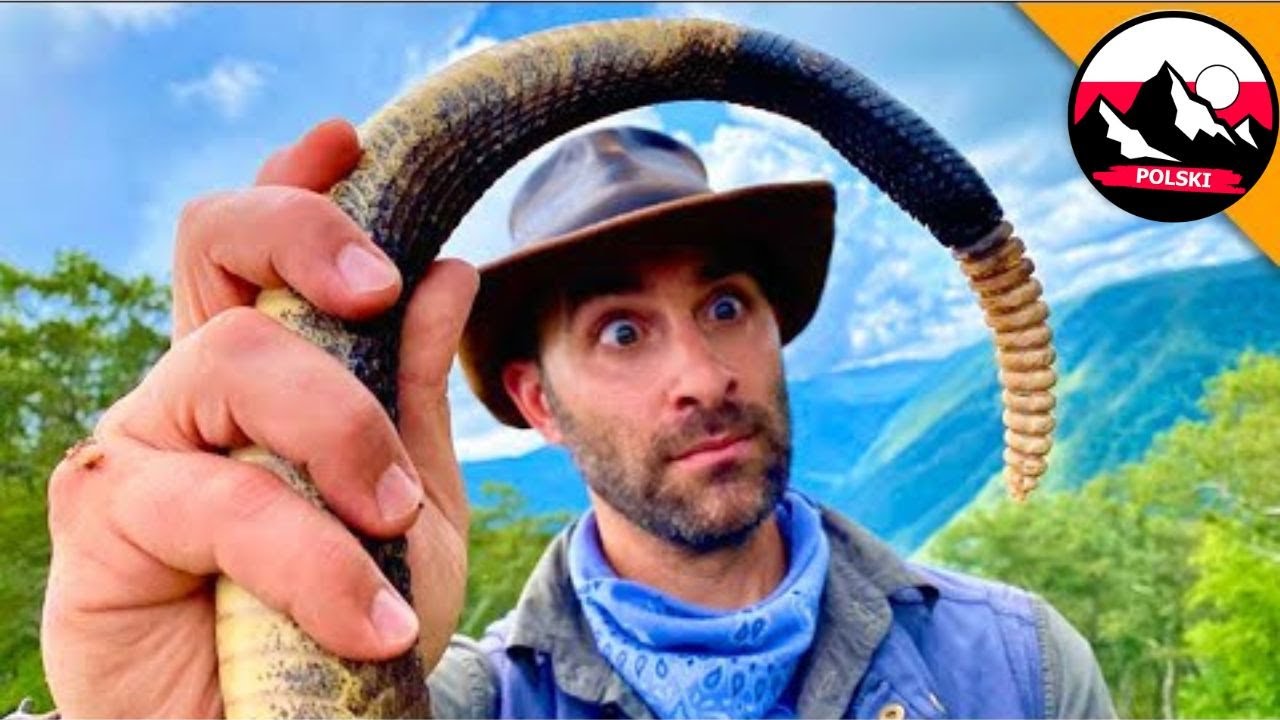 Grzechotnik 🐍 Co jest w środku grzechotki? 😲 | Brave Wilderness Polski