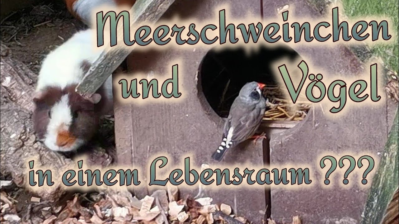 Meerschweinchen in der Vogelvoliere ? - Vor- u. Nachteile / Vögel u. Meerschweinchen zusammen halten
